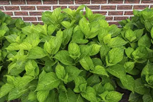 Hydrangeaceae Plant Species Drucke: Bigleaf Hydrangea (Hydrangea macrophylla) leaves covered with raindrops in summer