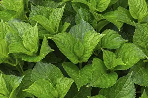 Bigleaf Hydrangea Drucke: Bigleaf Hydrangea (Hydrangea macrophylla) leaves covered with raindrops in summer