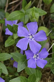 Strandschnecken Drucke: Großblättrige Vinca (Vinca major)