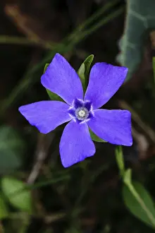 Strandschnecken Drucke: Großblättrige Vinca (Vinca major)