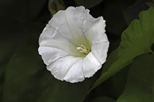German Flora Drucke: Bindweed (Calystegia sepium subsp. sepium)