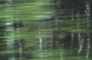 Green Vegetation Drucke: Birch