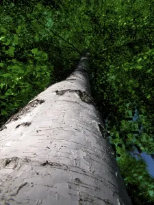 Birch Tree Drucke: Birch