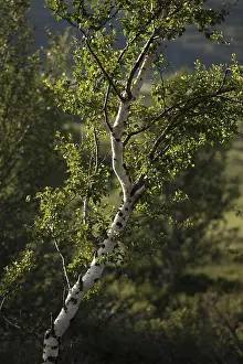 Backlit Birch Tree Drucke: Birch in the backlight