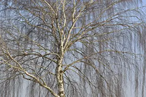 Bilder Datiert 27. Februar 2024: Birke (Betula), Blick in die Baumkrone.