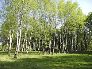 Deserted Woods Scene Drucke: Birch, birch, row of trees, spring forest