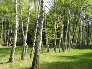 Nature Scenery Photography Drucke: Birch, birch, row of trees, spring forest