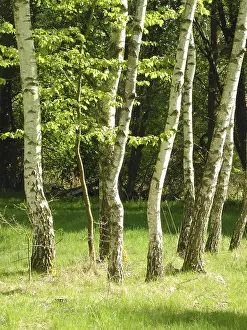 Travel Photography Forest Scenes Drucke: Birch, birch, row of trees, spring forest