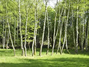 Uninhabited Woodland Photography Drucke: Birch, birch, row of trees, spring forest