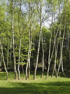 Birch Trees In Spring Drucke: Birch, birch, row of trees, spring forest
