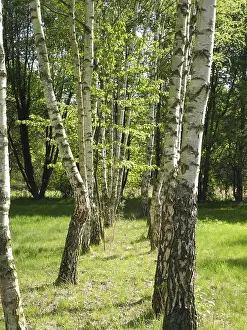 Open Air Landscapes Drucke: Birch, birch, row of trees, spring forest