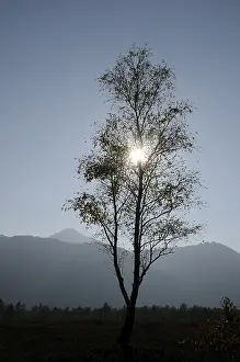 Birch Tree Drucke: Birch, birch, tree, sun, backlight