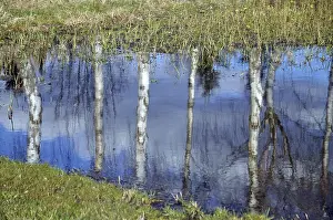 Reflections In Nature Drucke: Birch, birch, tree, trees, reflection