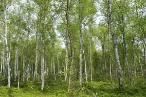 Verwandte Bilder Drucke: Birkenwald am Wienpietschseen