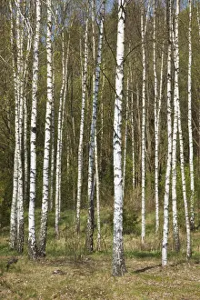 Deserted Woods Drucke: Birch grove in spring