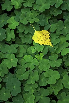 Deciduous Tree Leaves Drucke: Birch leaf on clover