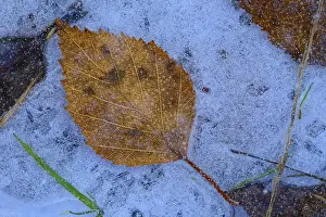 Central Europe Botany Drucke: Birch leaf in ice on peat, Germany