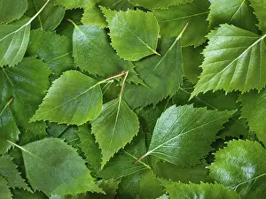 Nature Background Images Drucke: Birch leaves texture background