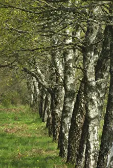 Deciduous Tree Drucke: Birch line