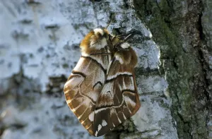 Wildlife Mating Behavior Drucke: Birch moth, mating