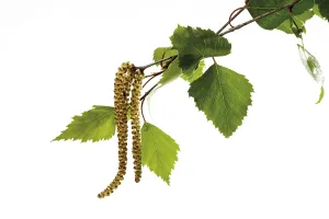 Allergy Plant Drucke: Birch pollen