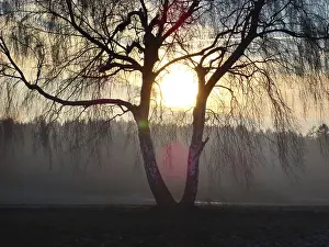 German Nature Landscape Drucke: Birch tree with evening sun