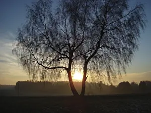 Deserted Birch Forest Drucke: Birch tree with evening sun