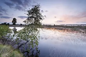 River Landscape Photography Drucke: Birch tree by river at sunrise