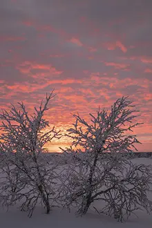 Deciduous Tree Evening Light Drucke: Birch trees covered with sunset