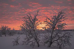 Lapland Finland Landscape Drucke: Birch trees covered with sunset