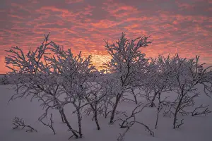 Northern Europe Atmosphere Drucke: Birch trees covered with sunset