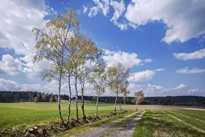 Nature Photography Drucke: The birch trees along the field path