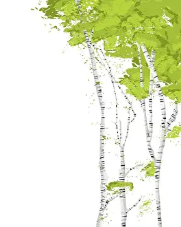 Studio Shot Of Birch Trees Drucke: Birch trees romantic vector template on white background