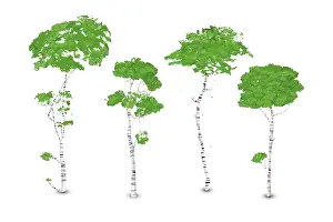 Studio Shot Of Birch Trees Drucke: Birch trees set, isolated vector over white background