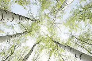 Birch Trees In Spring Drucke: Birch trees in spring, frog perspective