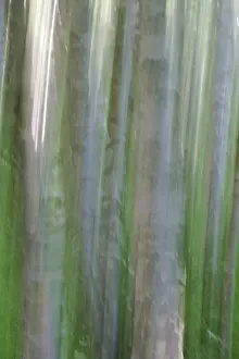 Nature Background Images Drucke: Birch trunks out of focus