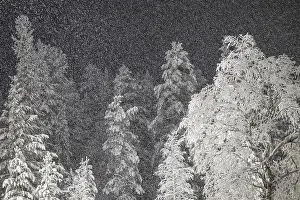 Swedish Forest Scenery Drucke: Birches and spruces during snowfall
