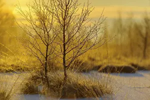 Deciduous Tree Landscape Germany Drucke: Birches trees (Betula) in the moor