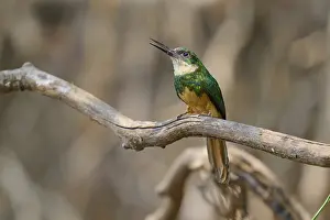 Drucke von Ein Vogel auf einem Ast öffnet seinen Schnabel, wahrscheinlich während er singt, Galbula ruficauda (Rotschwanz-Jacamar), Pantanal, Mato Grosso, Brasilien Jacamars Drucke: Ein Vogel auf einem Ast öffnet seinen Schnabel.