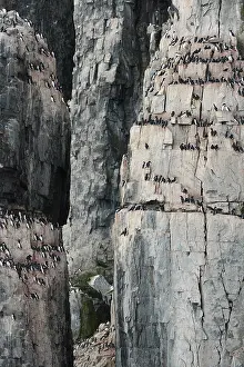 Courtship Display Behavior Drucke: Bird cliff, nesting cliff in Hinlopen
