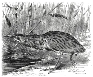 Historical Animal Depictions Drucke: Bird, eurasian bittern (Botaurus stellaris)