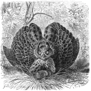 Wildlife In The Desert Drucke: Bird, eurasian eagle-owls (Bubo bubo)
