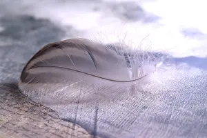 Empty Studio Background Photo Drucke: Bird feather on a document