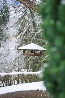 Southern Germany Animal Protection Drucke: Bird feeder hanging from a tree