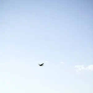 Animals In The Wild Drucke: Bird flying