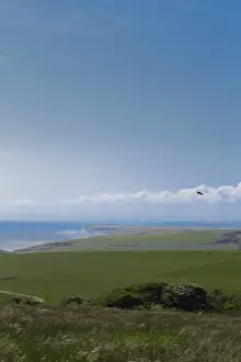 Animal Wildlife Europe Drucke: Bird flying above rolling green fields