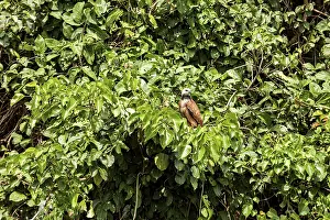Drucke von Ein Vogel versteckt sich unter dichtem, grünem Laub: ein Fischgeier in der Amazonas-Region bei Rurrenabaque in Bolivien (Busarellus nigricollis) Halsbandbussard Drucke: Ein Vogel versteckt sich unter dichten.