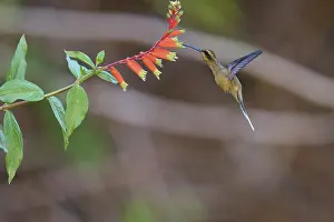 Pantanal Wildlife Drucke: Bird hovering in front of a bright flower