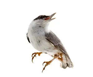 Drucke von Vogel isoliert auf weißem Hintergrund. Nussknacker Kleiber Drucke: Vogel isoliert auf weißem Hintergrund. Nussknacker.