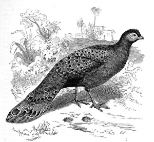 Black And White Bird Drawing Drucke: Bird, malayan peacock-pheasant (Polyplectron malacense)